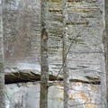 Trees &amp; Cliff